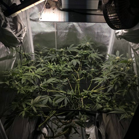 Fast Flowering Photo — flower, day 154