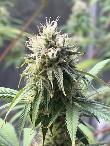 Humboldt, Hella Jelly. Jelly Donut  — flower, day 84