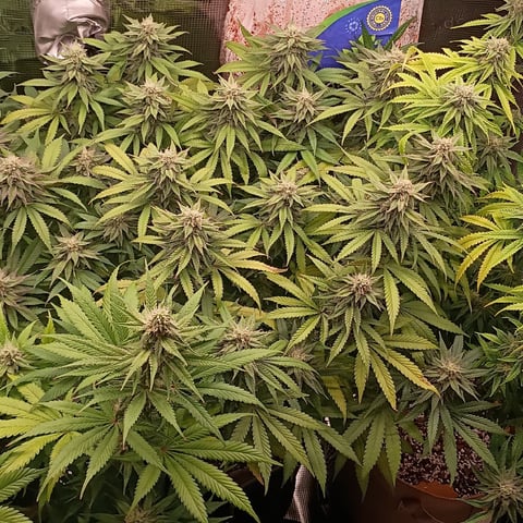 TentPlantLightFan — flower, day 110