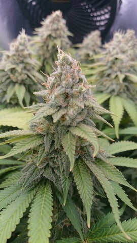 Closet grow  — flower, day 87