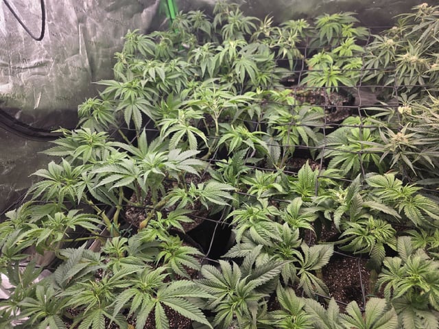 Hazy Daze — vegetative, day 52