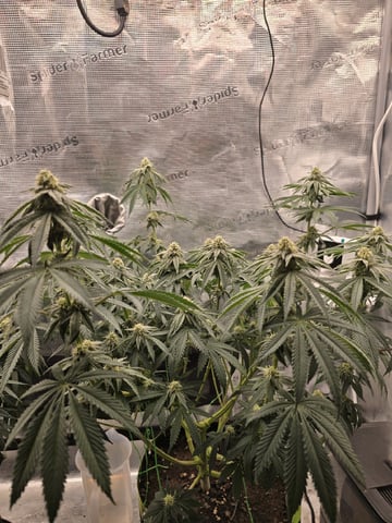  1 Blue Zushi x Venom & 1 Jack Here x Strawberry Cookies OG — flower, day 72