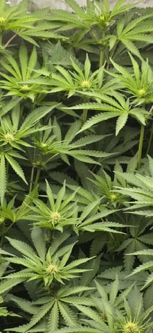 Maple Nectar  — flower, day 57