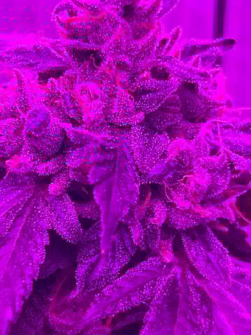 1st baby  — flower, day 78