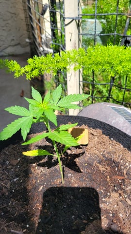 Next attempt  — vegetative, day 9