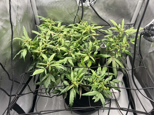 Vanna's Vanilla — auto, day 55