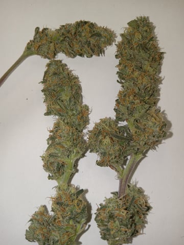   and one L.a kush cake . — flower, day 113