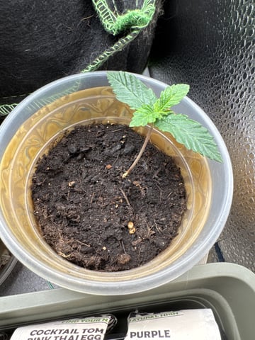 Grow 2 — vegetative, day 14