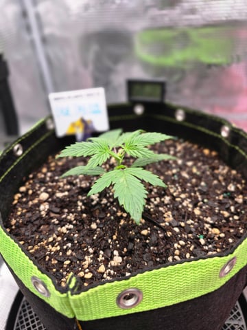 blue dream auto — vegetative, day 18