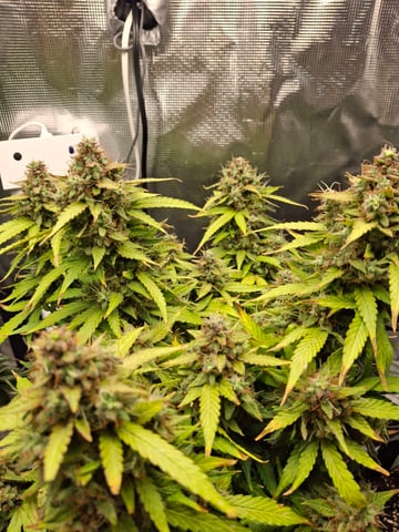 SoFloBudz — flower, day 88