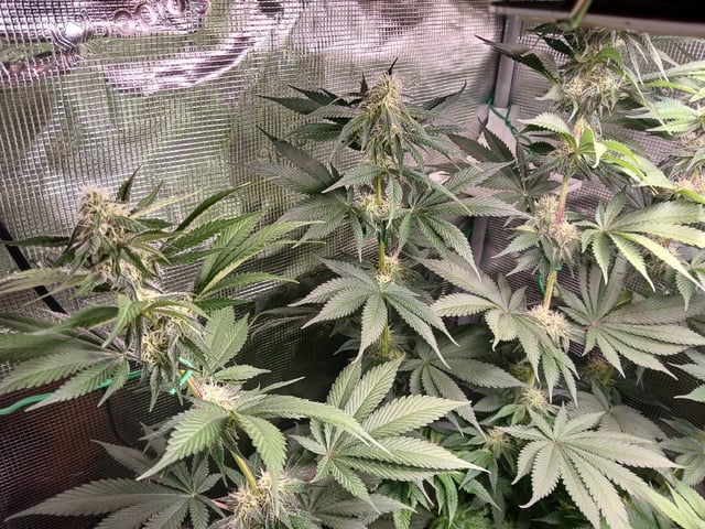 Gorilla Sherbert Feminized From Blimburn Seeds  — flower, day 66