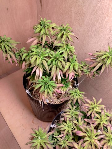 winter is coming — vegetative, day 1