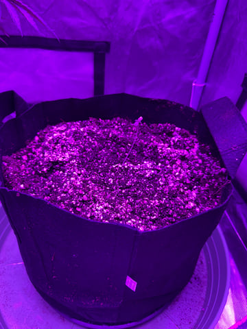 First Auto — germination, day 16