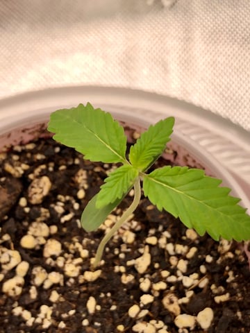 My First Home Grow  — seedling_rooting, day 15