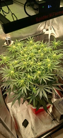 newest ggs setup grow — flower, day 47