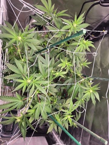 Looking for advice! — flower, day 61