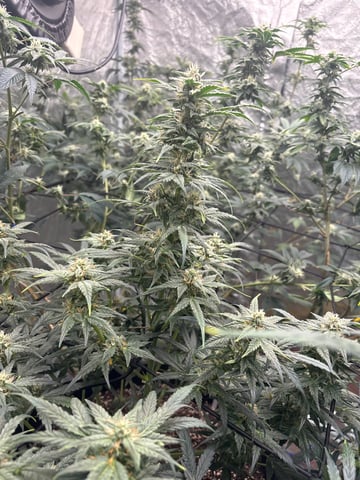 back to my roots.  — flower, day 21