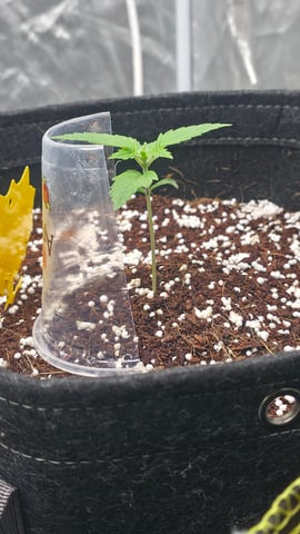 Grow #2 Thank You to All that helped guide me, offered advice, gave insight, or complimented progress. Now to apply some of what I learned the first go-round.  — vegetative, day 13