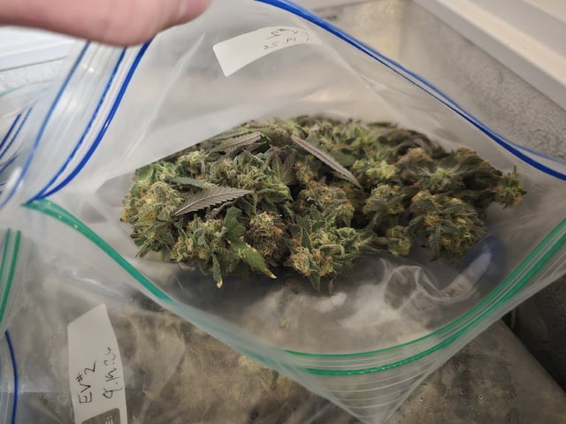 Grow 5.o — harvest, day 103