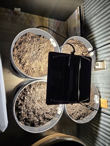 First Indoor Grow — germination, day 89