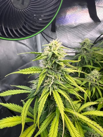 Green Crack — flower, day 1