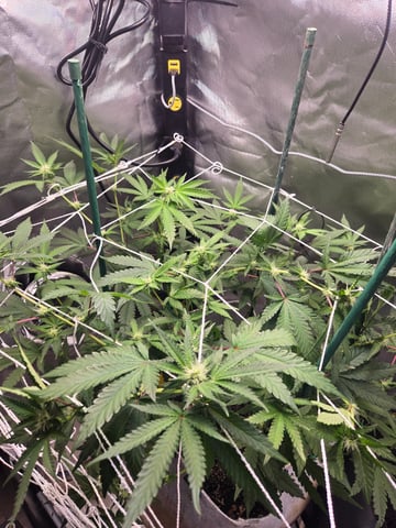 Looking for advice! — flower, day 63
