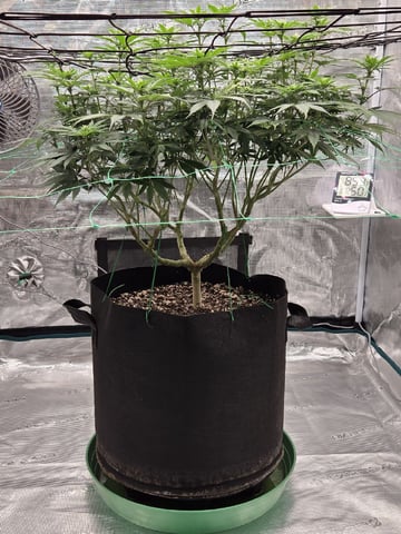  Insane OG — flower, day 92