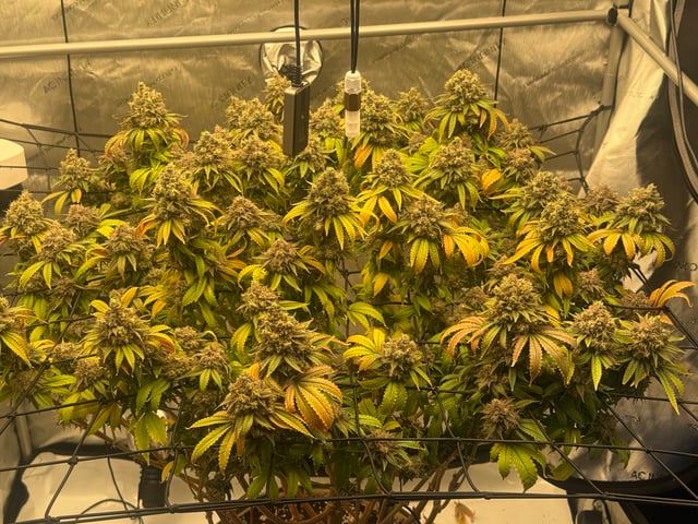 tropickle — harvest, day 115