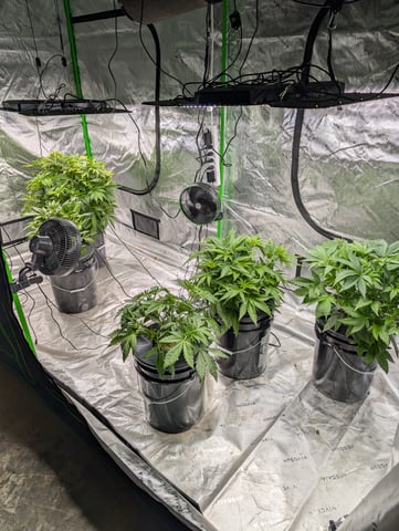 Acapulco Gold  — vegetative, day 49