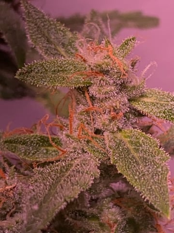 pineapple Express  — flower, day 27