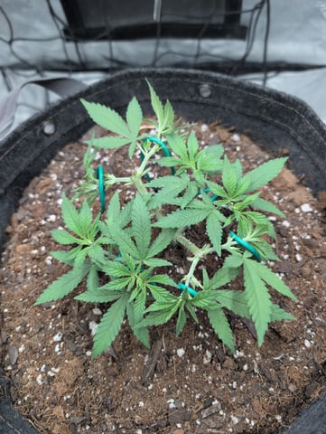 Girl Scout Cookies — vegetative, day 56