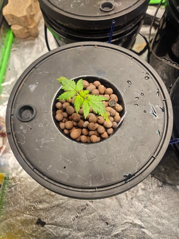 dwc 10/2025 — vegetative, day 14