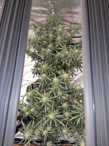 Seedman mix auto & seedman mix auto & GodFather OG — flower, day 84