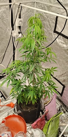 two clones and sour diesel  — flower, day 8