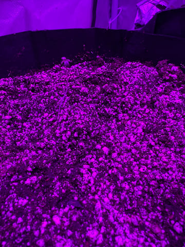 First Auto — germination, day 16