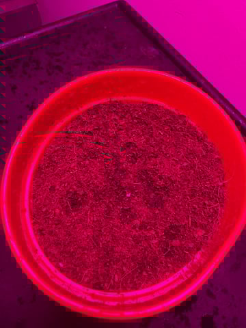 Orange Daydream — germination, day 7