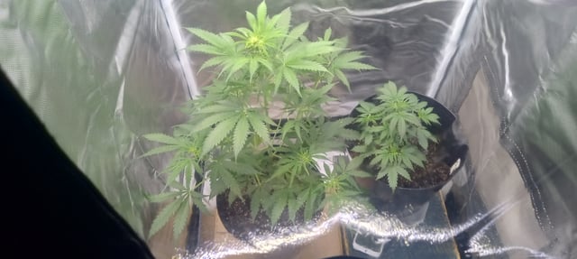 frst grow tent grow — vegetative, day 43