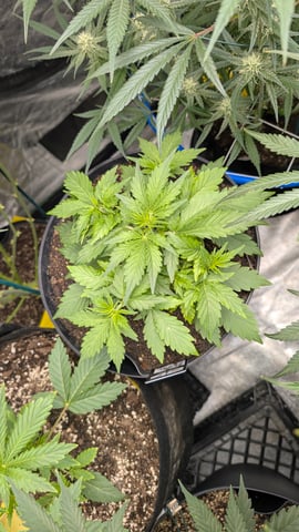 Mixed Grow — flower, day 64