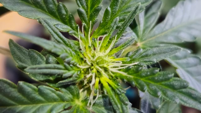 ljetna — vegetative, day 1