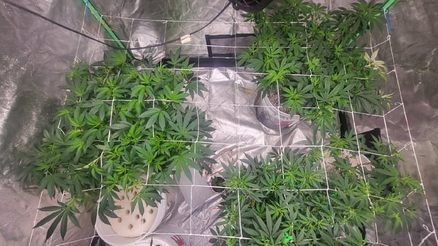 1st grow indoors(cardboard box to 2x2x4 to 5x5x6) — vegetative, day 72