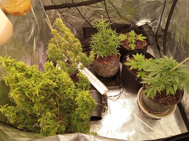 2 Apple Struddles ,1 London Pound,1banana Purple punch1gorilla Cookies ,1frostbanger  — grow_setup, day 1