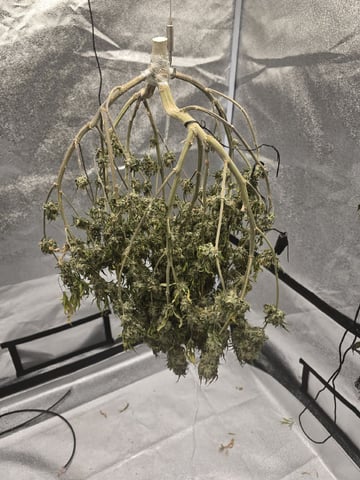 Mandarin Skywalker Crasher — harvest, day 132