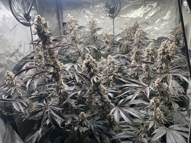 Hollywood — flower, day 88