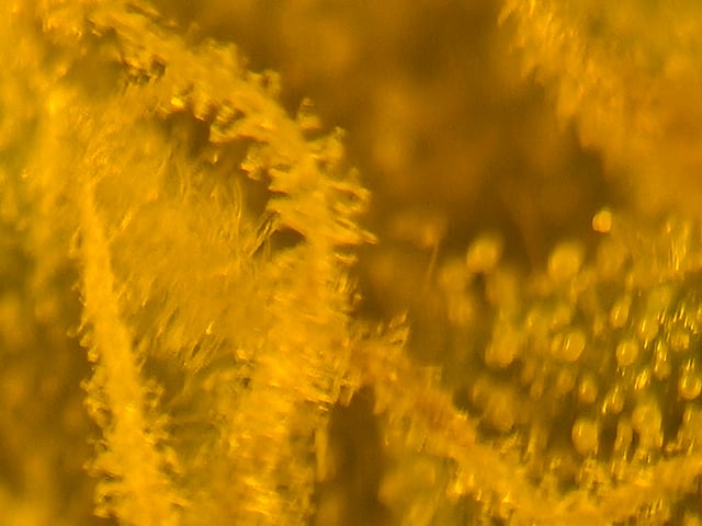 high octane x holy grail  — auto, day 24