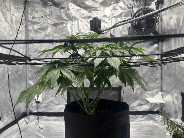 2025-26 harvest INDOOR — flower, day 101