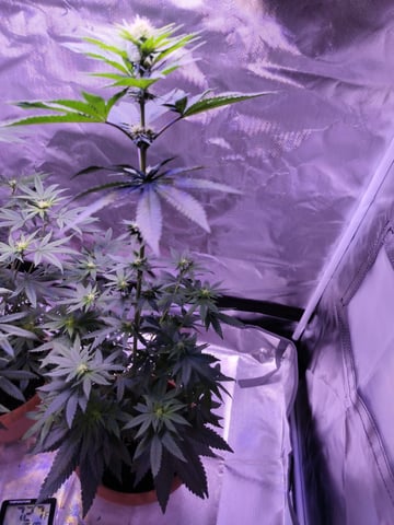 unknown strain 1st grow — flower, day 60