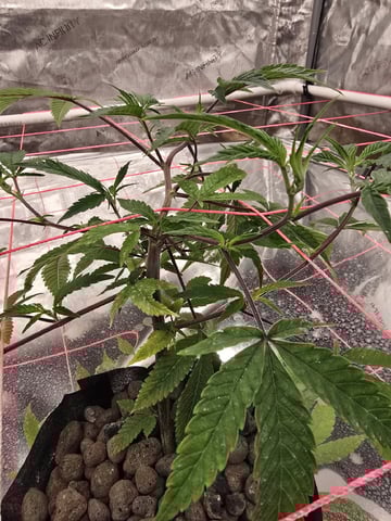 Dante's Inferno Rerun — vegetative, day 41