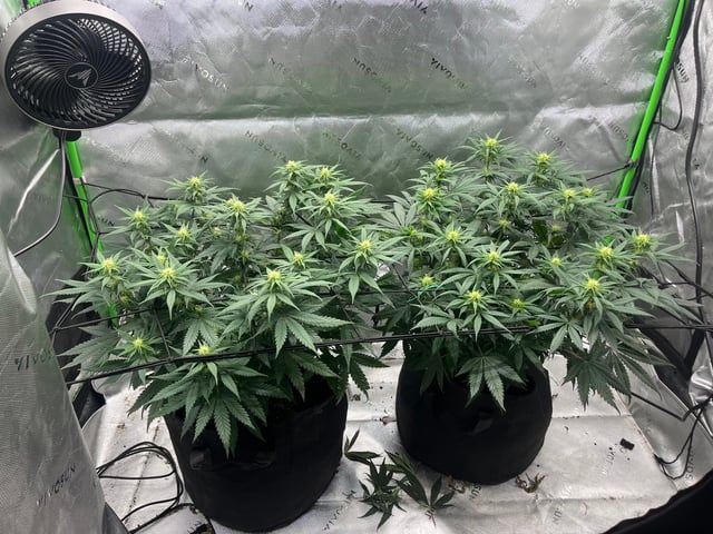 Blue Dream Photos — flower, day 68