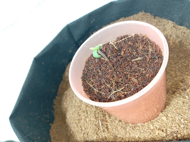 Random  — seedling_rooting, day 17