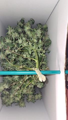 1st grow indoors(cardboard box to 2x2x4 to 5x5x6) — flower, day 136